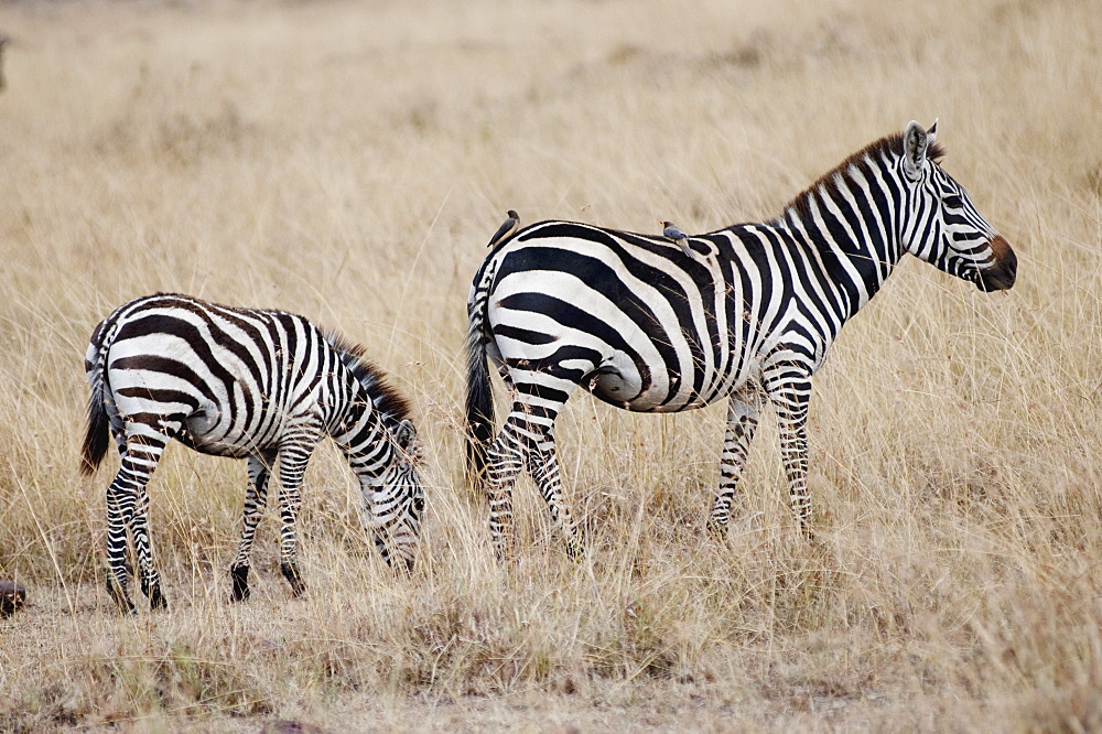 Zebras