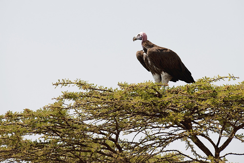 Bird Sitting In A Tree