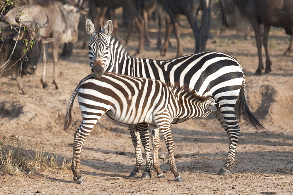 Zebras, Kenya, Africa