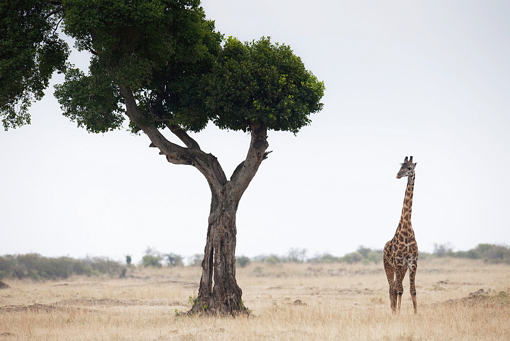 Giraffe, Kenya, Africa