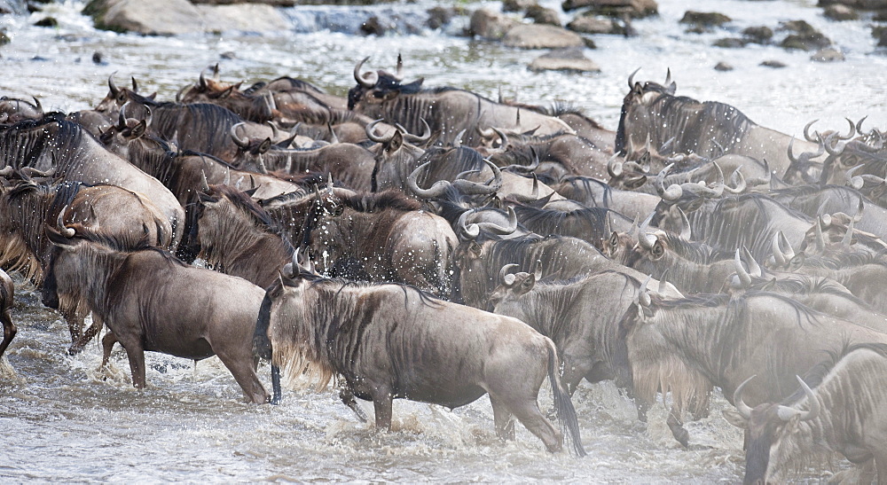 Wildebeest, Kenya, Africa