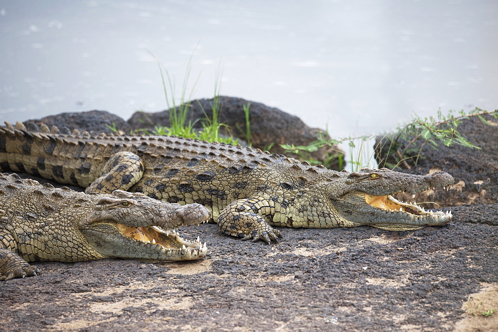 Crocodiles