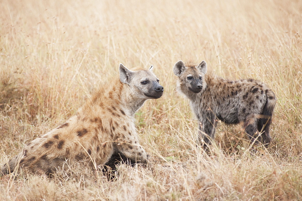 Spotted Hyaenas, Kenya, Africa