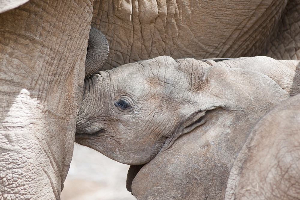 Baby Elephant With Mother