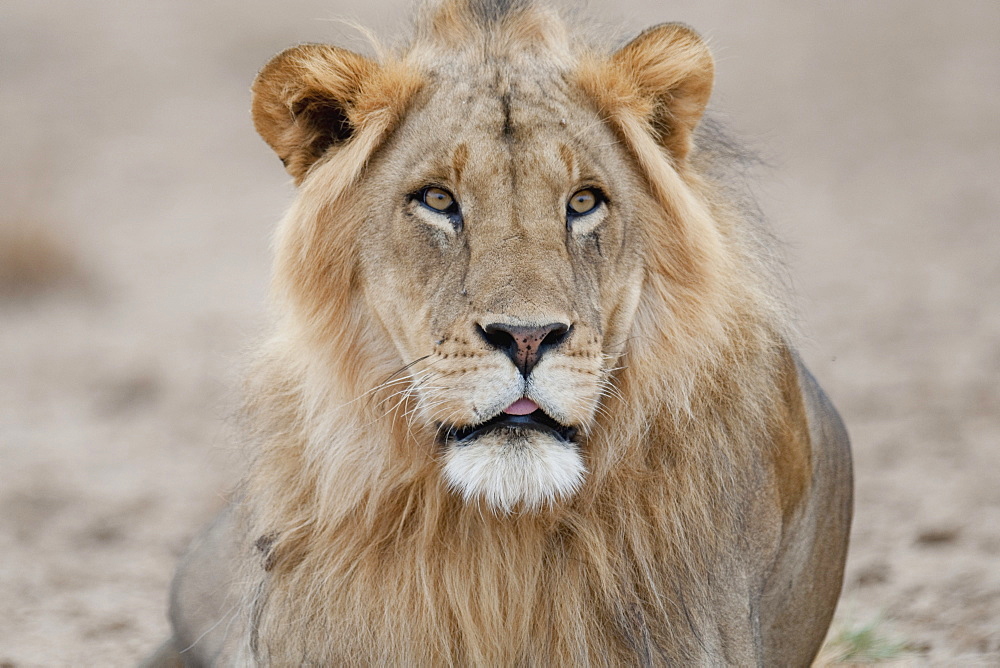 Lion, Kenya, Africa