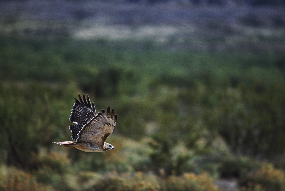 Red-Tailed Hawk (Buteo Jamaicensis) Flies Over High Desert