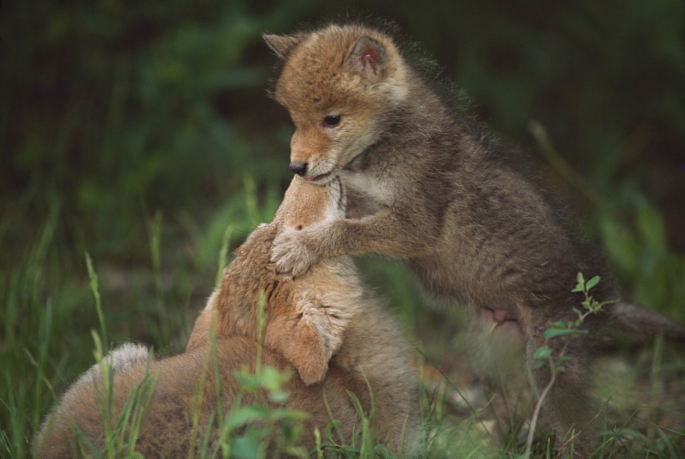 Coyote Puppies Wrestling (Canis Latrans), Idaho, Usa