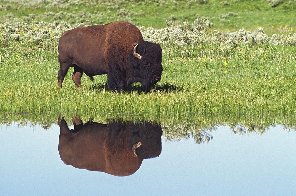 Bison (Bison Bison) On Grassy Meadow With Reflection In Pool