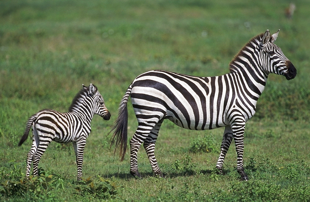 Plains Zebra Mare With Foal, Africa