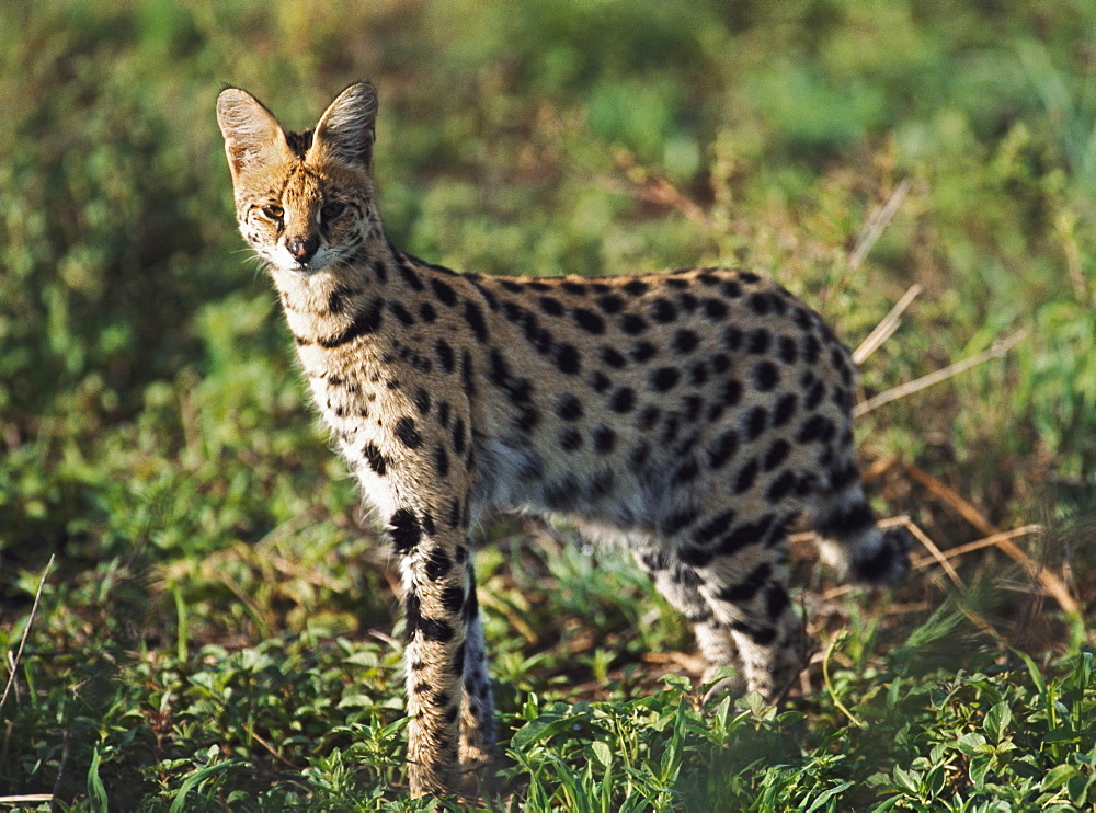 Alert Serval, Africa