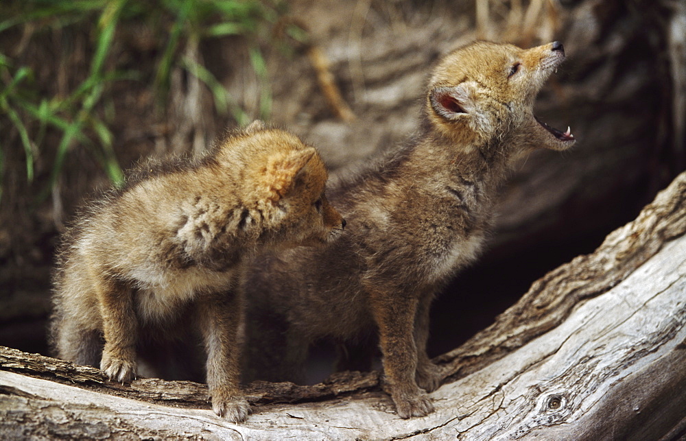 Pair Of Young Coyote Pups Howling, Montana, Usa