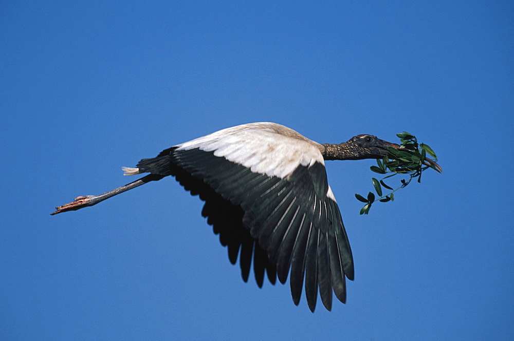 Wood Stork Flying To Nest Carrying Greenery, Florida, Usa