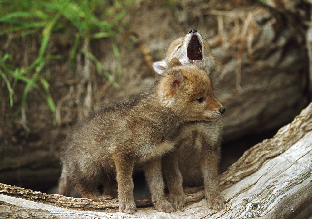 Pair Of Coyote Pups Howling, Montana, Usa