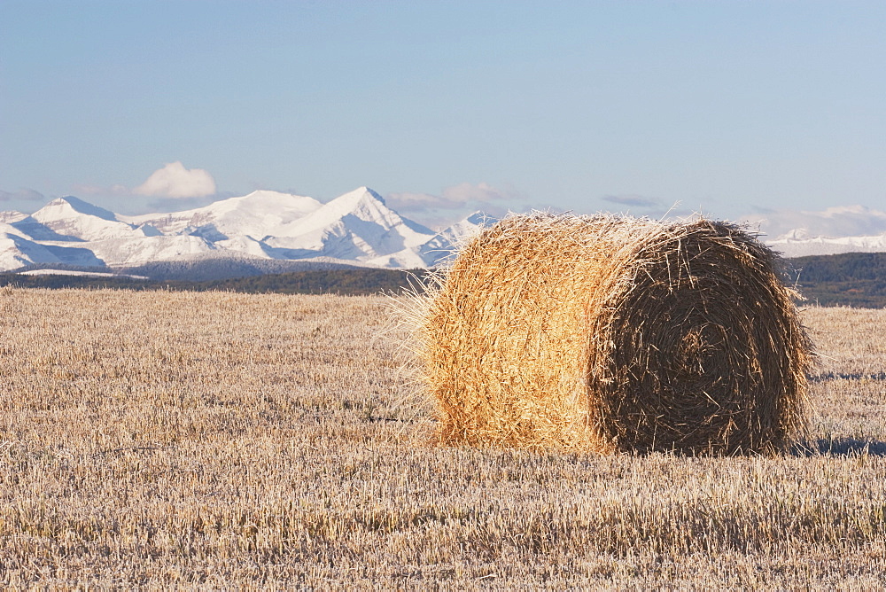 Hay Bale In Cut Field, Alberta, Canada