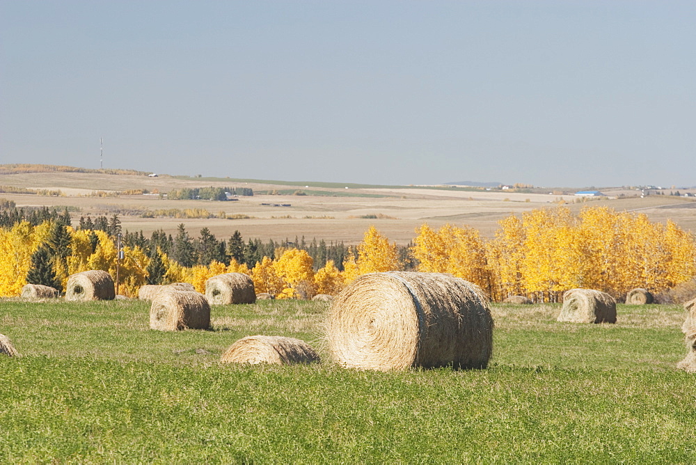 Hay Bales And Fall Colours