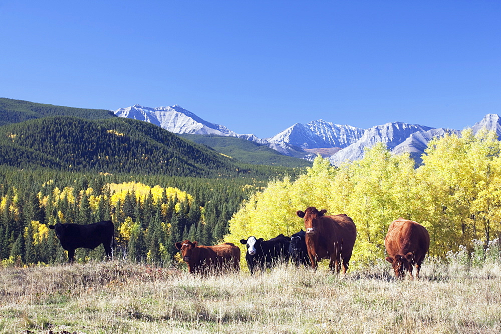 Cattle Grazing In Foothills, Turner Valley, Alberta, Canada