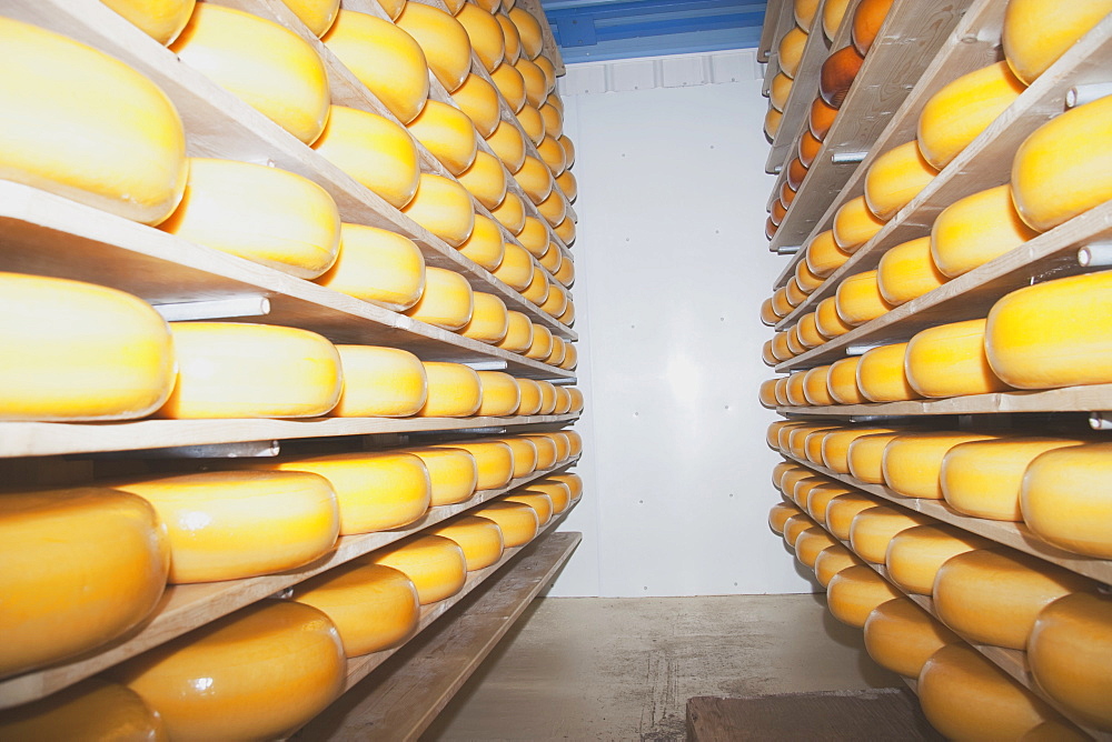 Cheese Factory, Alberta, Canada