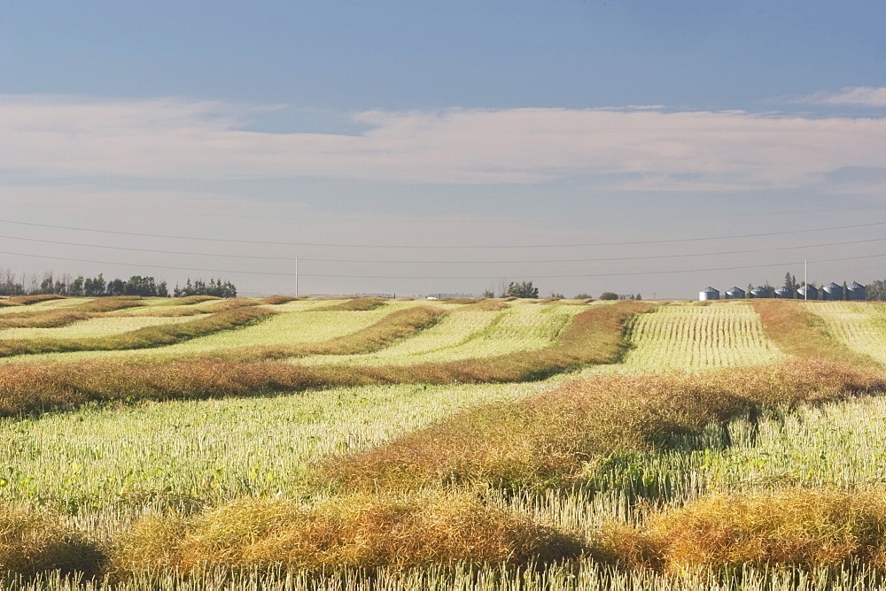 Canola Drying On A Field