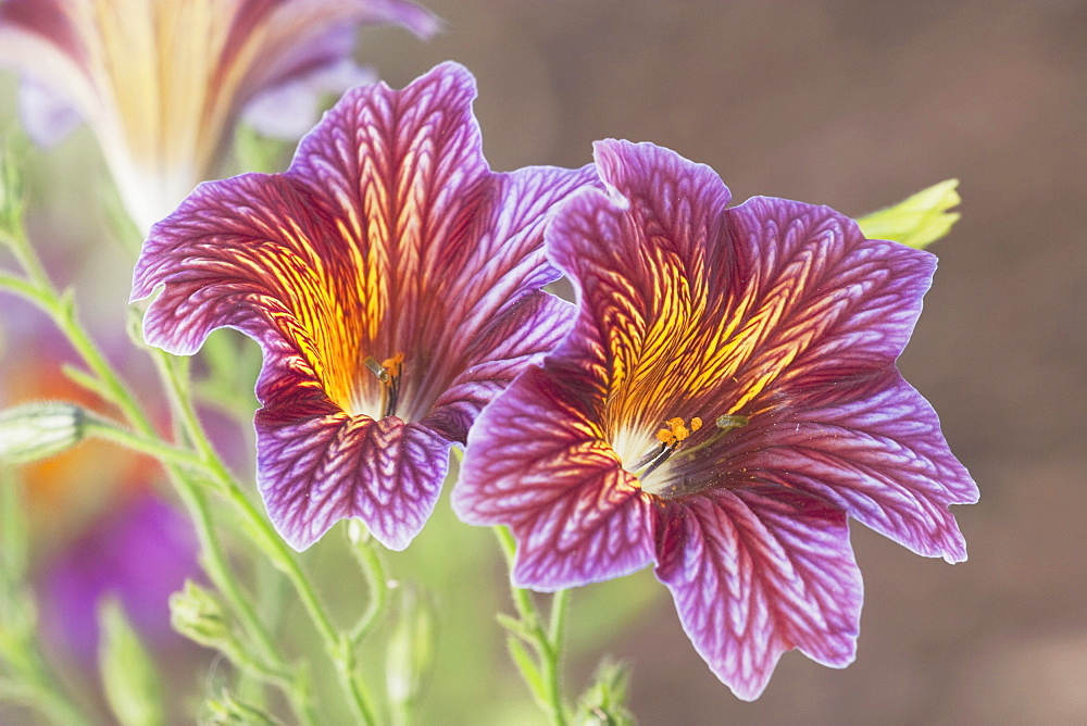 Monkey Flower (Mimulus)