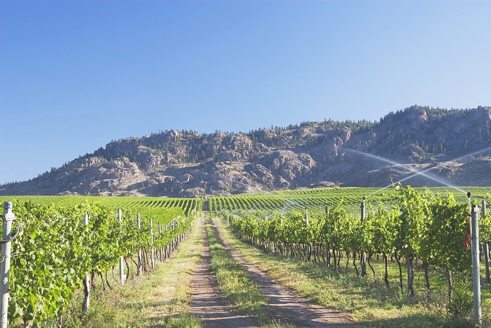 Irrigating Grape Vineyard And Mountains, Okanogan, British Columbia, Canada