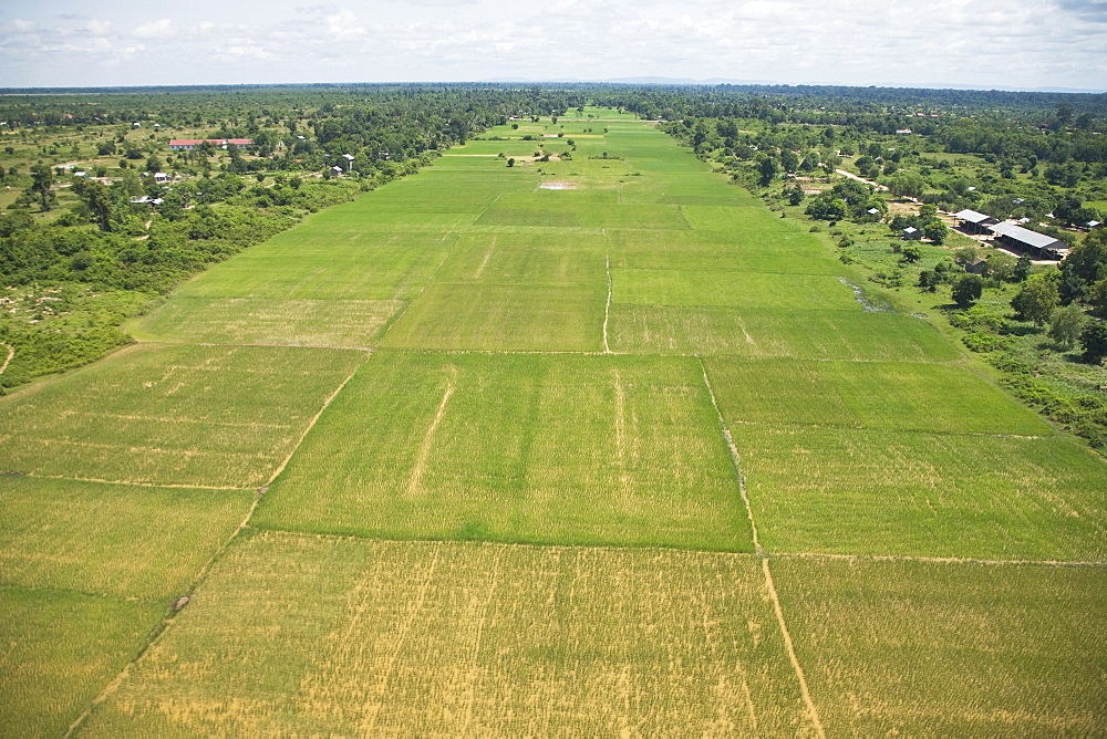 Rice Fields, Siem Reap, Cambodia