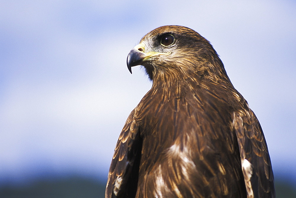 Black Kite (Milvus Migrans), Pokhara, Nepal