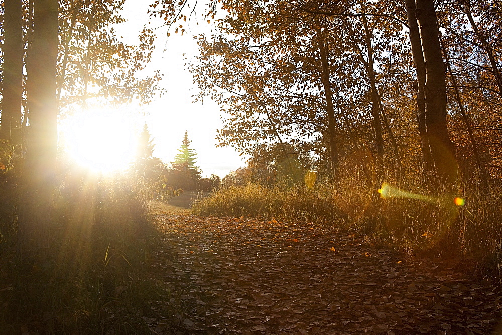 Path At Sunset