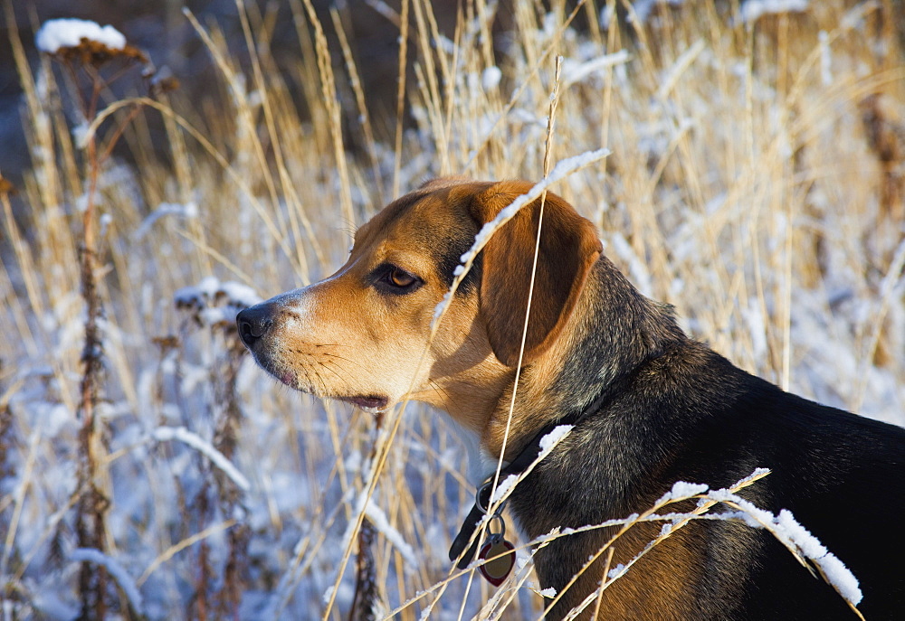 Dog Outdoors During Winter