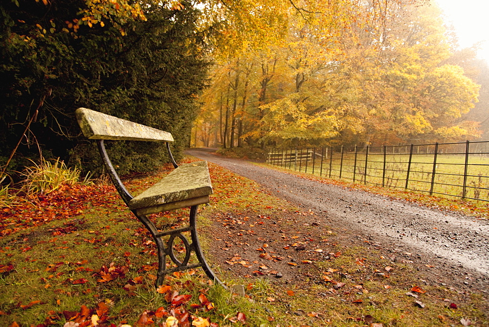 Northumberland, England, A Bench Along A Road In Autumn