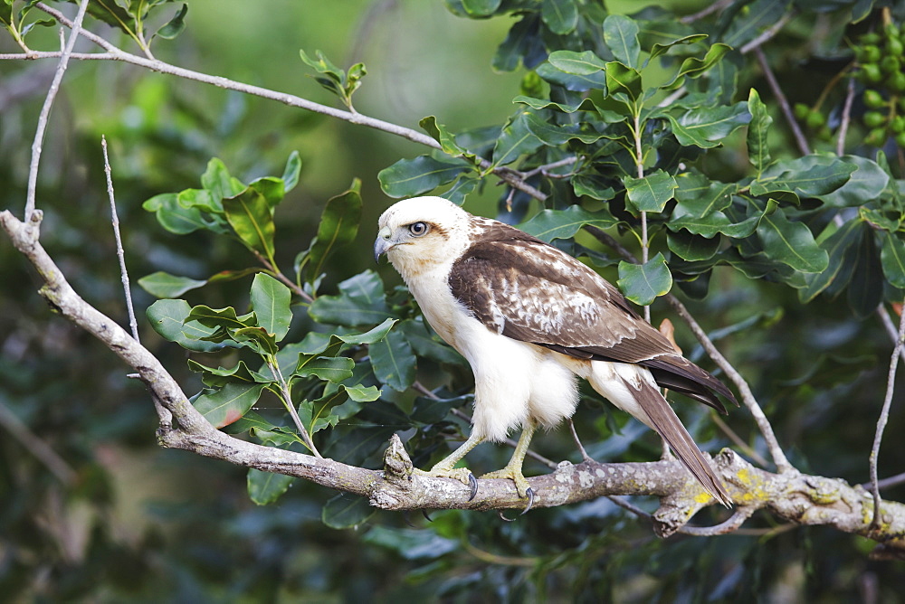 Hawaii, United States Of America, Hawaiian Hawk (Buteo Solitarius) Also Known As 'lo, Perched On Tree Branch