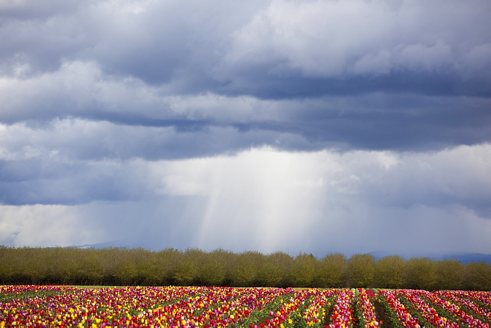 Woodburn, Oregon, United States Of America, Tulip Field Under Storm Clouds