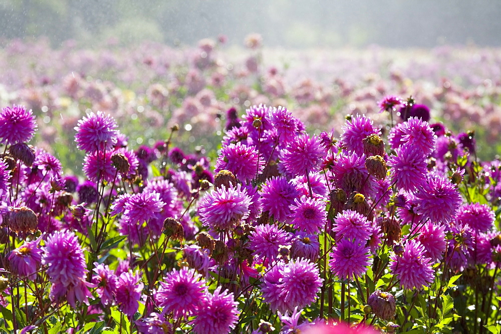 Willamette Valley, Oregon, United States Of America, Purple Dahlias In A Field