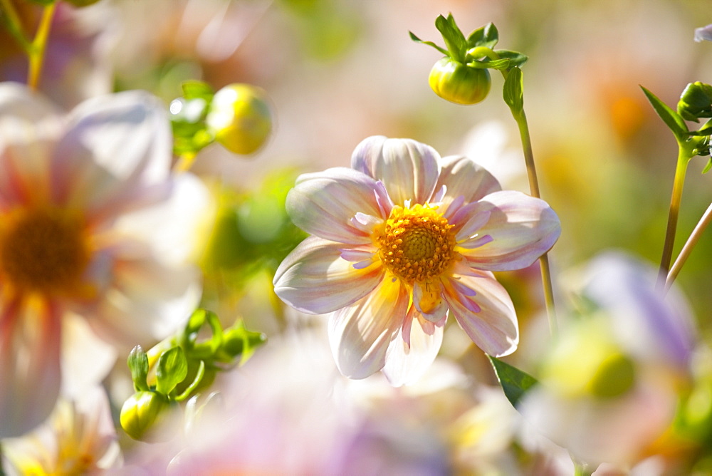 Willamette Valley, Oregon, United States Of America, Dahlias In Bloom