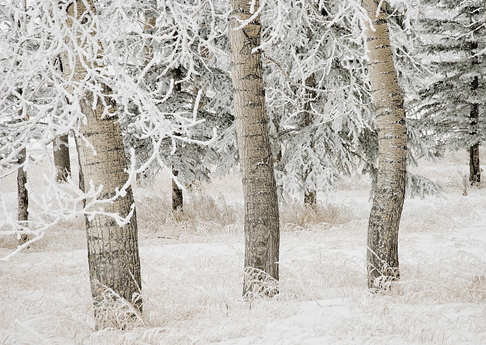 Calgary, Alberta, Canada, White Aspens In Winter