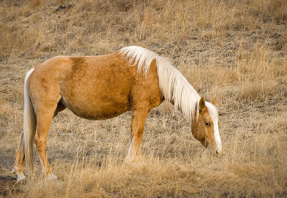 Cochrane, Alberta, Canada, A Brown Horse Feeding On Grass