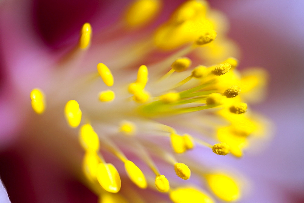 The Stamen Of A Flower