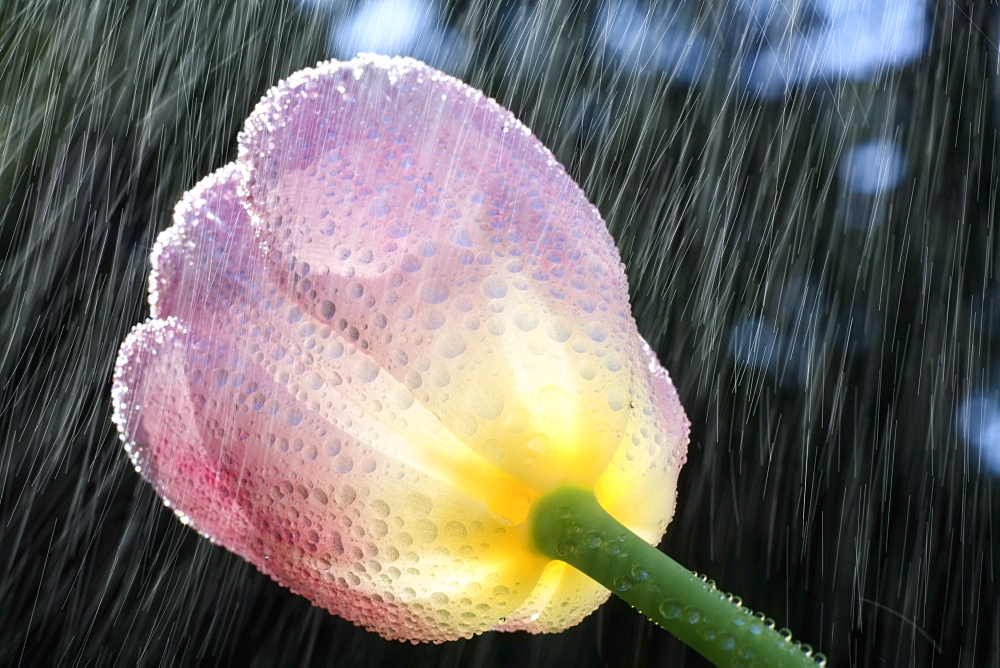 Rain Falling On A Tulip