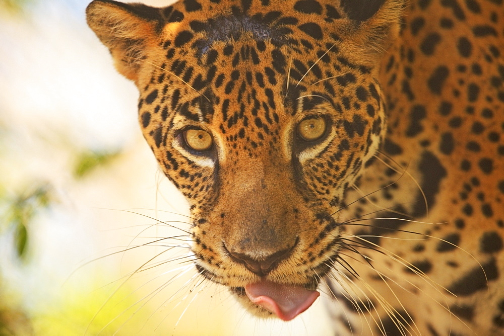 Roatan, Bay Islands, Honduras, Endangered Species Jaguar (Panthera Onca) In The Rehab Center & Forest Preserve On Mango Key Across From Coxen Hole