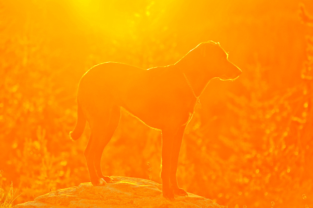 Oregon, United States Of America, A Dog Standing On A Rock At Sunrise On Mt. Hood