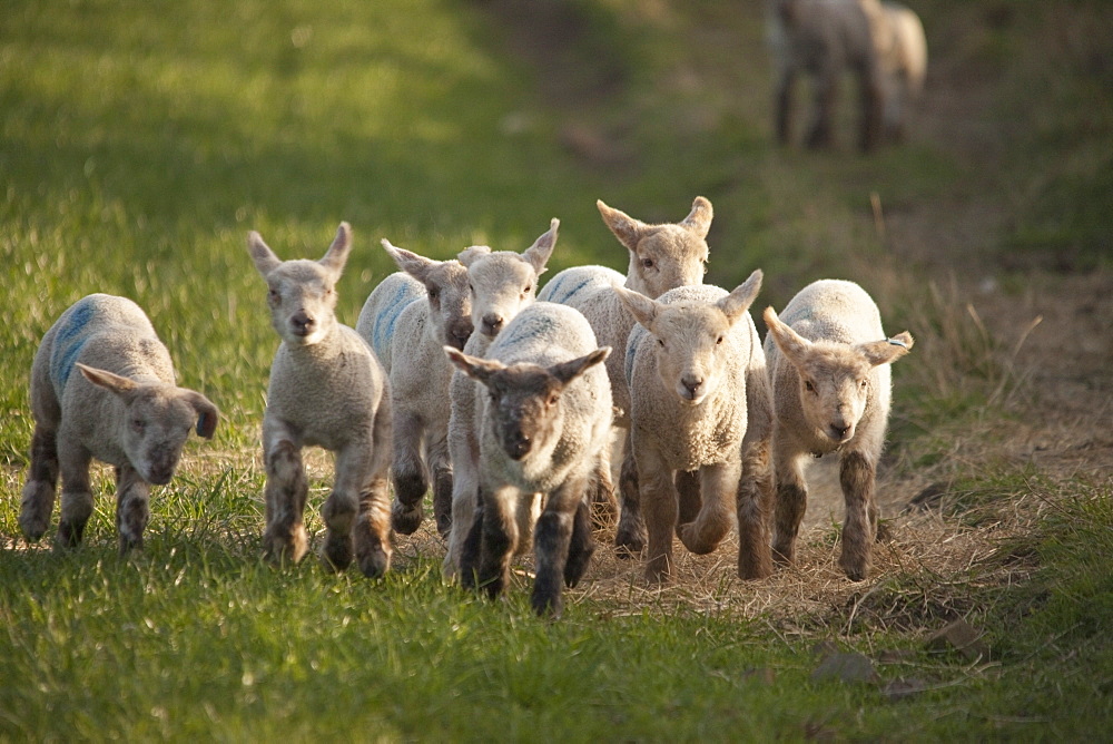 Northumberland, England, A Group Of Lambs Running Together