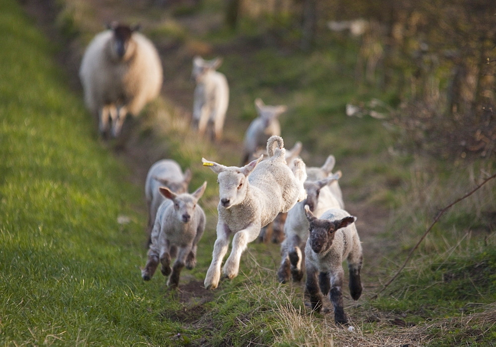 Northumberland, England, A Group Of Lambs Running Together With A Sheep Running Behind