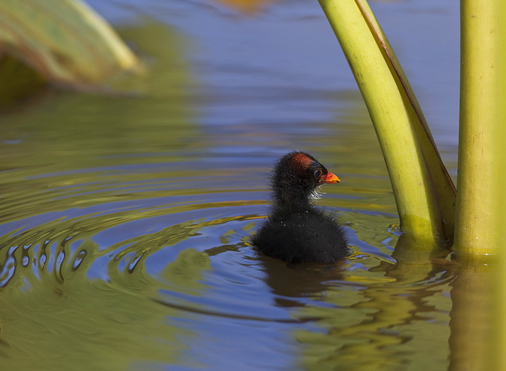 Hawaii, United States Of America, Hawaiian Common Gallinule (Gallinula Chloropus Sandvicensis) Chick In Water Next To Stem Of Taro