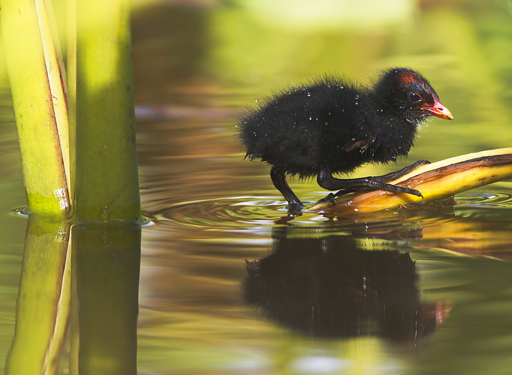 Hawaii, United States Of America, Hawaiian Common Gallinule (Gallinula Chloropus Sandvicensis) Chick On Taro Leaf In The Water