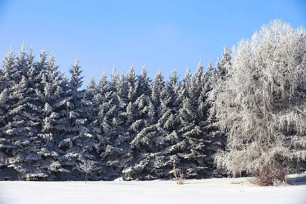 Parkland County, Alberta, Canada, Trees Covered In Snow In Winter