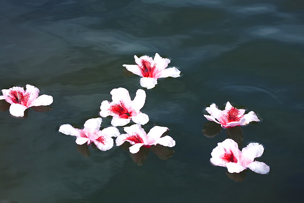 Portland, Oregon, United States Of America, Rhododendron Flowers Floating In Water At Crystal Springs Rhododendron Garden