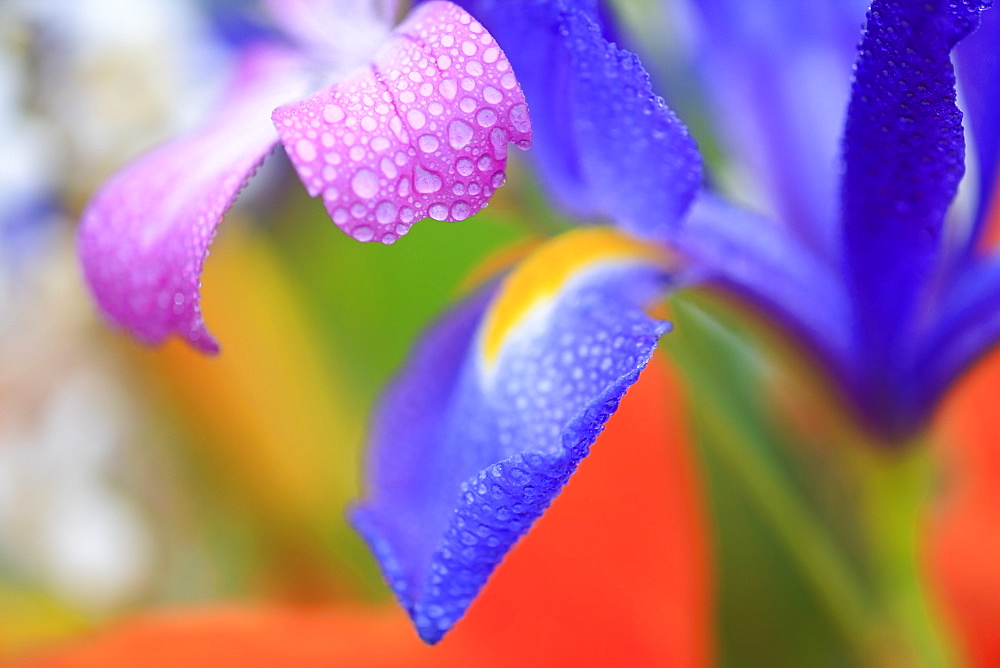 Portland, Oregon, United States Of America, Dew On Flower Petals At Crystal Springs Rhododendron Garden