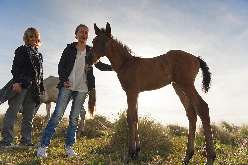 A Girl Pets A Foal While Standing With Her Mother, Tarifa, Cadiz, Andalusia, Spain