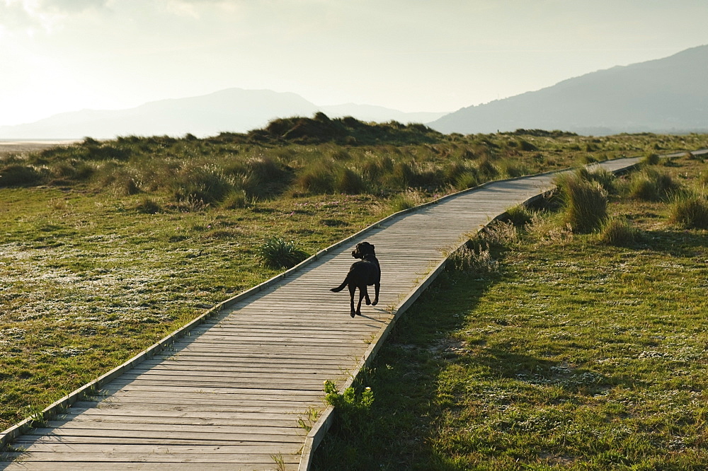 A Dog Walking Down A Boardwalk In Costa De La Luz, Tarifa, Cadiz, Andalusia, Spain