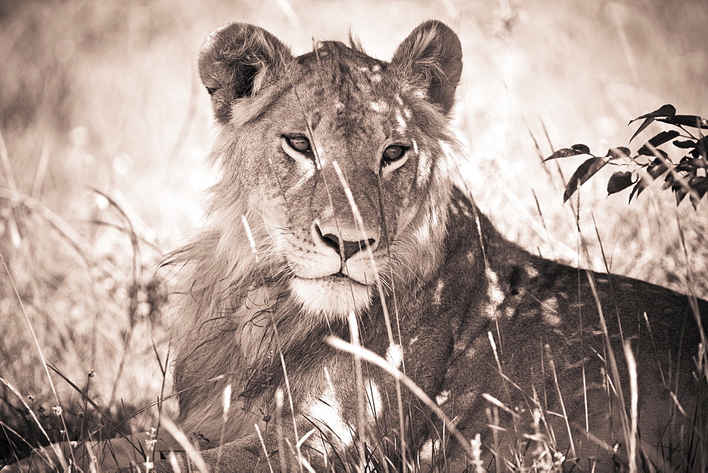 A Lioness Lays In The Shade, Kenya