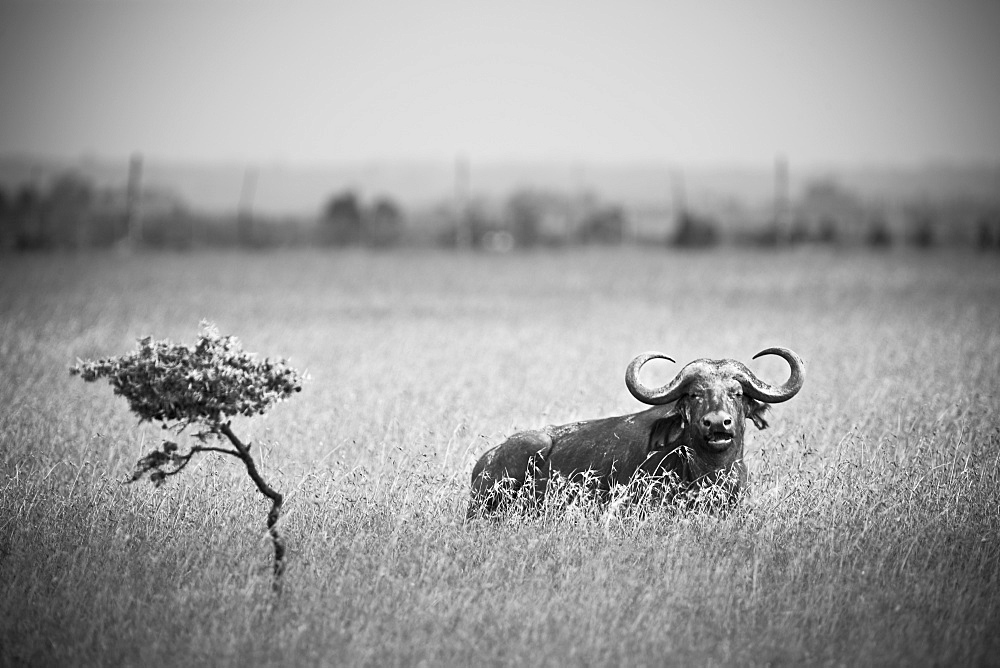 A Wildebeest In A Field, Kenya